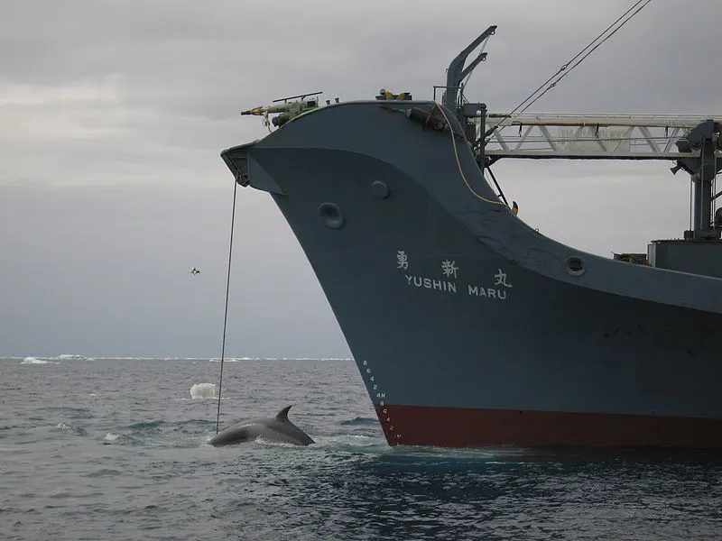 Australian Customs Whaling In The Southern Ocean