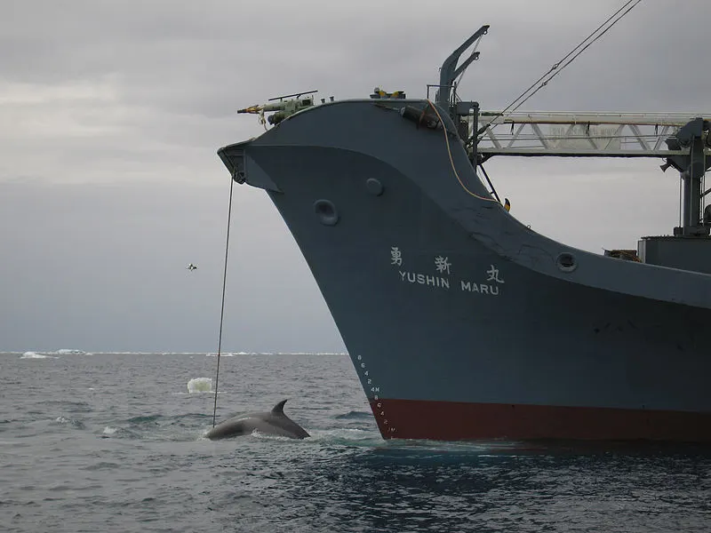 Whale Hunting: Is It Bad for the Environment? 11 Australian Customs Whaling In The Southern Ocean
