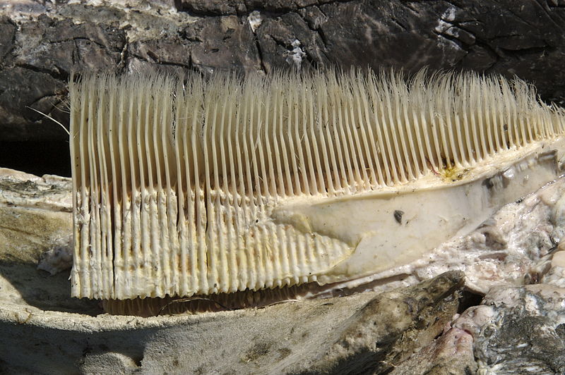 Baleen of graywhale