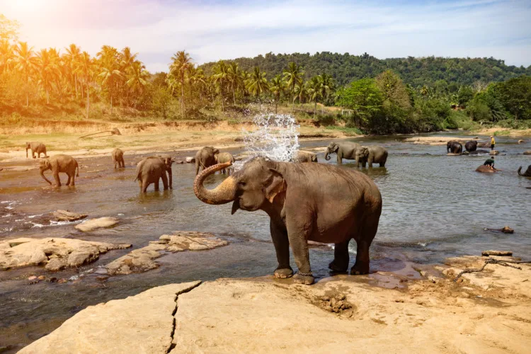 Asian Elephants bathing in the river