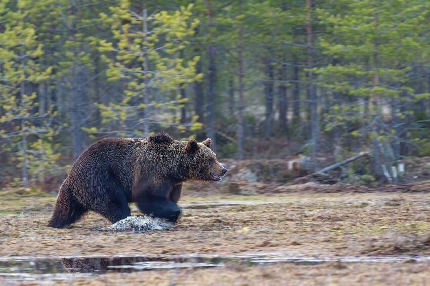 A Bear Roaming in the Forest