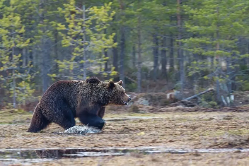 Hauser Bears 1 A Bear Roaming in the Forest