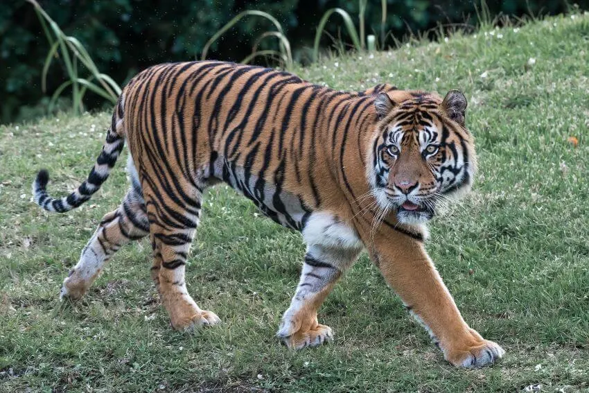 Bengal Tiger: Why Is It Endangered? 10 Bengal Tiger in the Wild