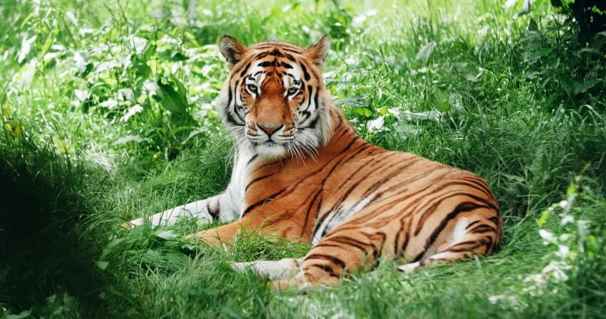 Bengal Tiger Resting on Grass
