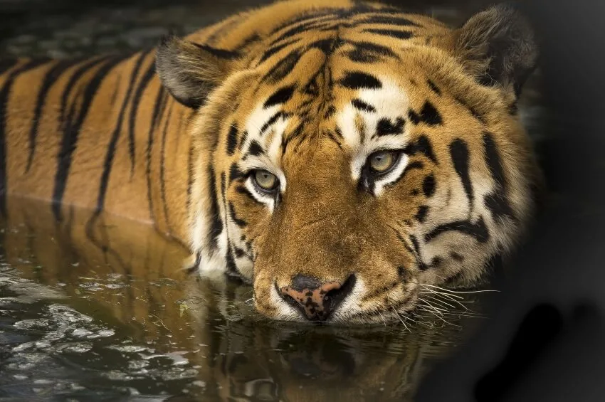Bengal Tiger: Why Is It Endangered? 1 Bengal Tiger