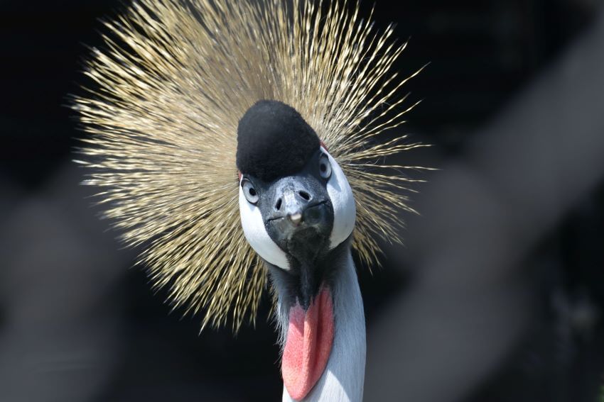 Black Crowned Crane Face