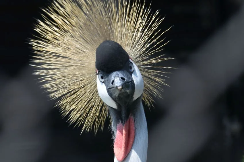 Black Crowned Crane: Why Is It Endangered? 1 Black Crowned Crane Face