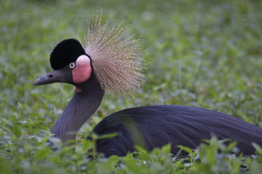 Black Crowned Crane Laying on Ground