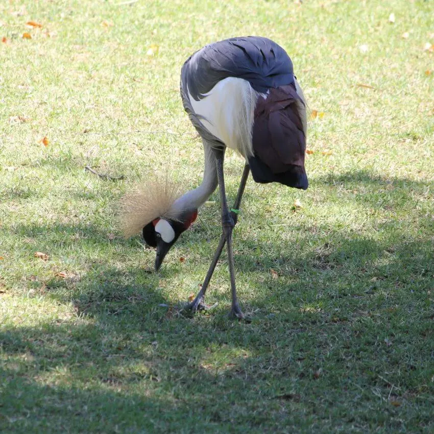 Black Crowned Crane Whole Body