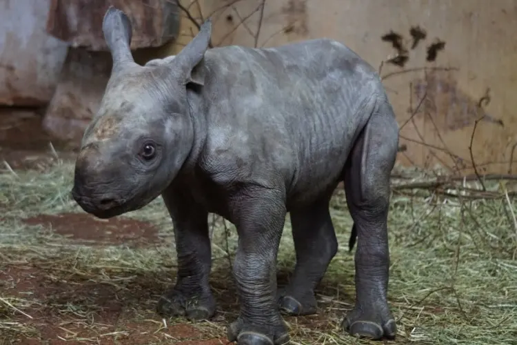 Black Rhino: Why Is It Endangered? 7 Little Black Rhino