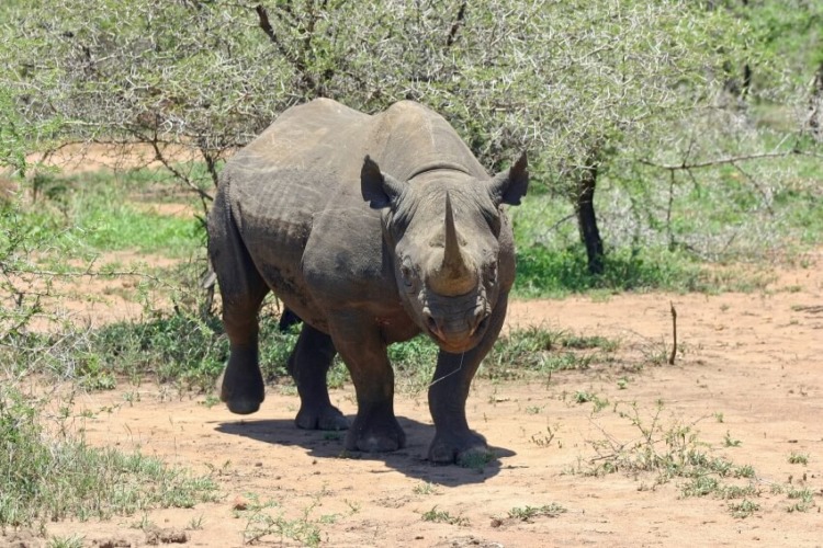 Black Rhino by the Bush