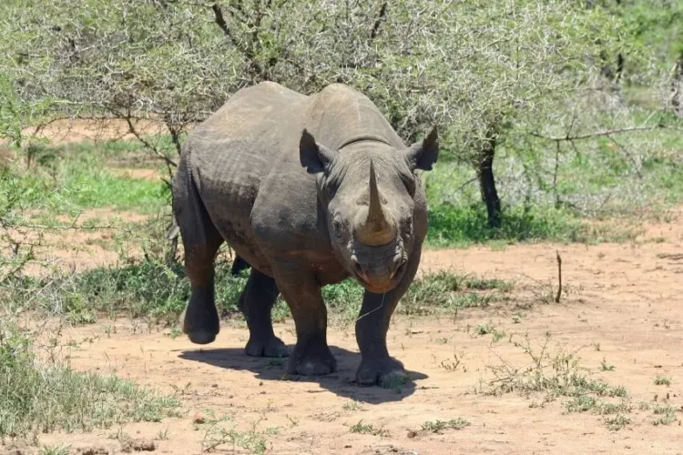 Black Rhino: Why Is It Endangered? 11 Black Rhino by the Bush