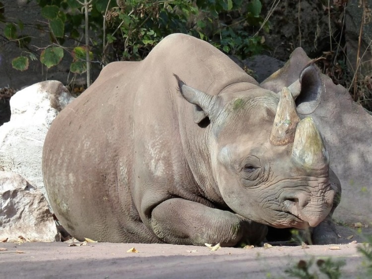 Sleeping Black Rhinoceros