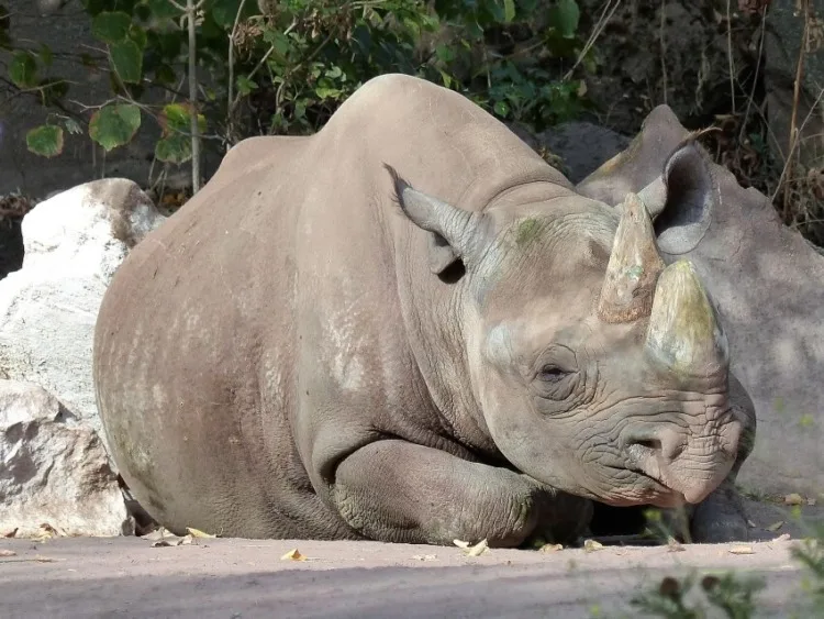 Black Rhino: Why Is It Endangered? 5 Sleeping Black Rhinoceros