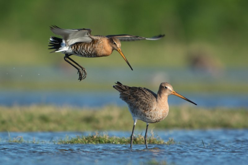One Black-tailed godwits flying 