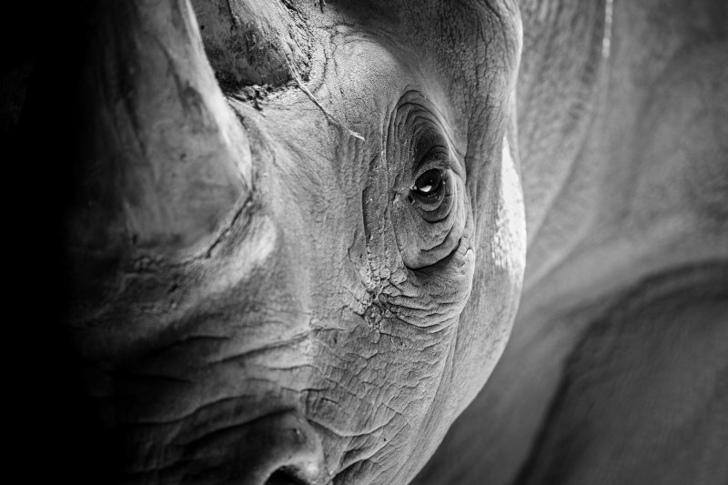 Closeup of Black rhino