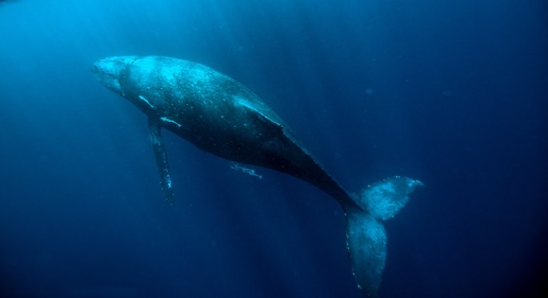 Blue Whale