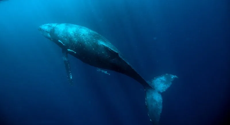 Blue Whale: Why Is It Endangered? 6 Blue Whale