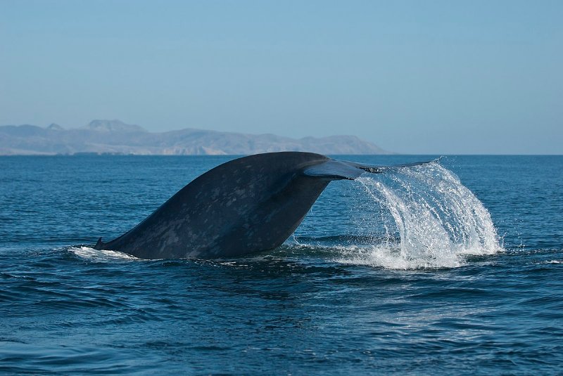 Blue Whale Tail Out of the Water