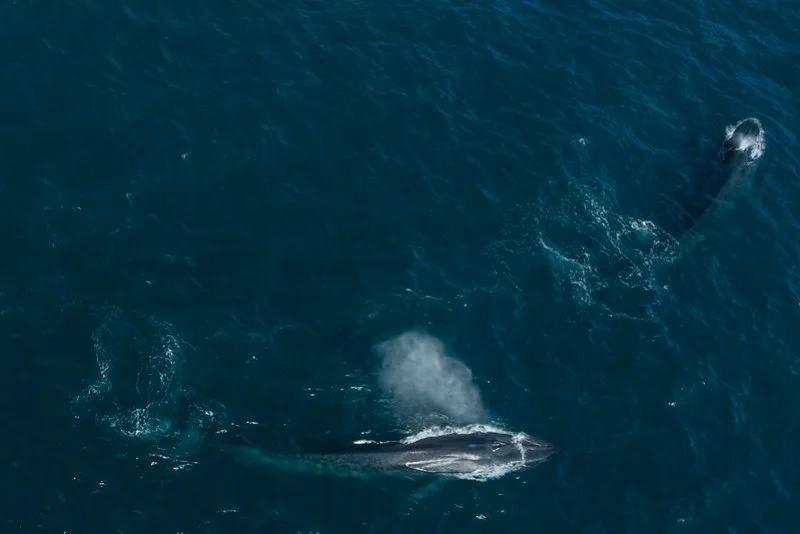 Blue whale in the ocean