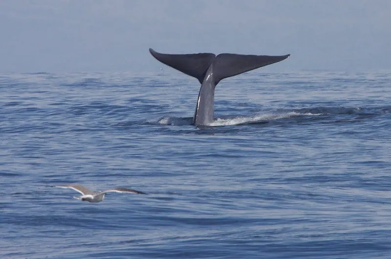 Blue whale tail