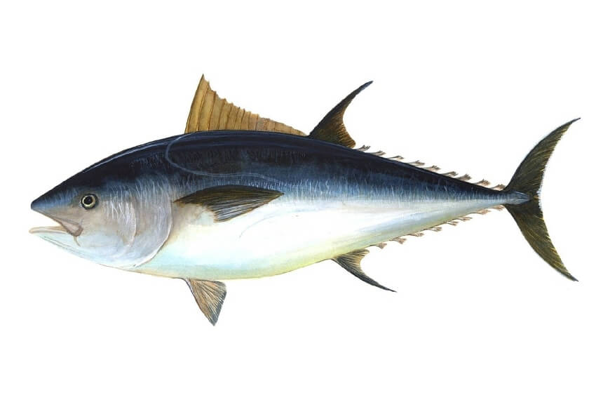 Bluefin Tuna