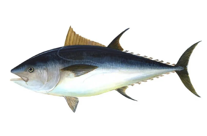 Bluefin Tuna: Why Is It Endangered? 1 Bluefin Tuna