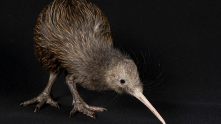 Brown Kiwi