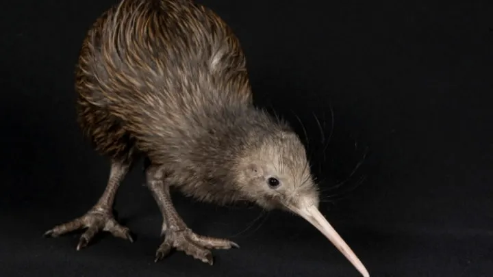 Brown Kiwi