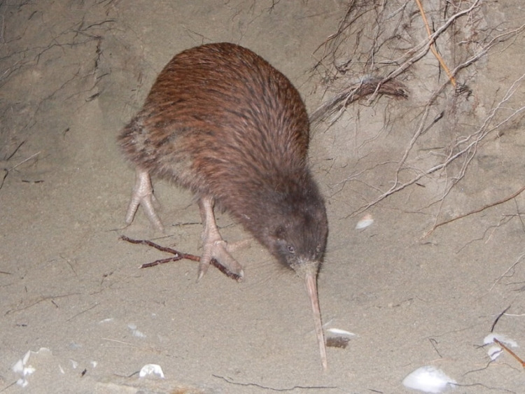 Brown Kiwi Looking for Food