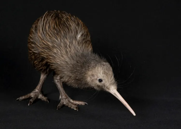 Brown Kiwi: Is This Animal Endangered? 2 Brown Kiwi