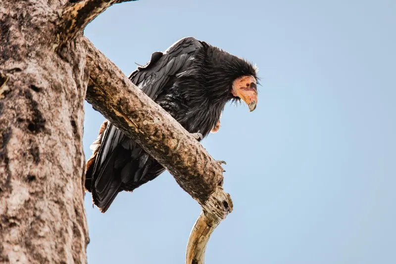 The Peregrine Fund 5 A California Condor perched in a dead tree
