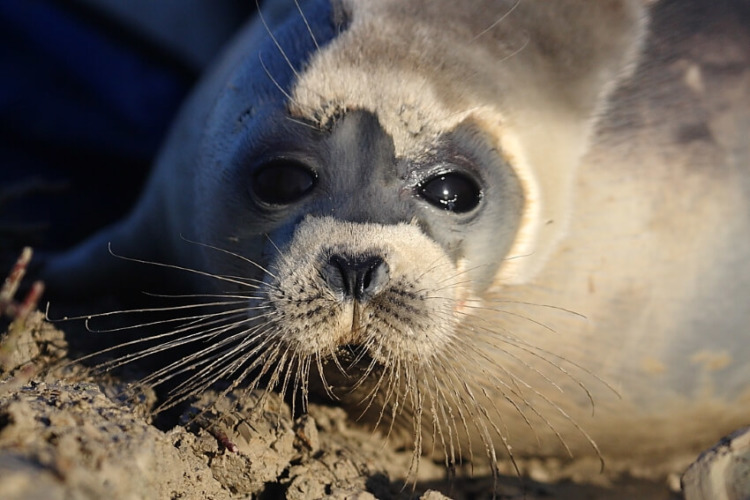 Face of an Adult Caspian Seal