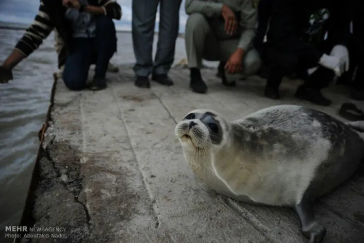 Seal Surrounded with People