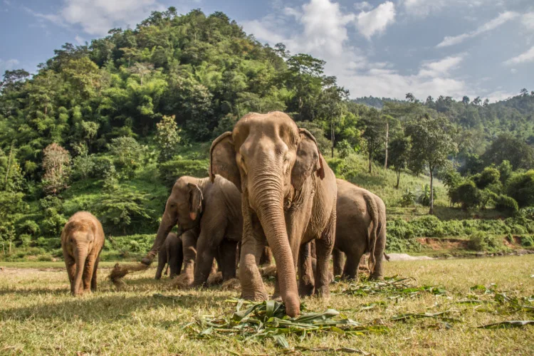 Asian Elephant: Why Is It Endangered? 5 Elephants in Chiang Mai, Elephant Nature Park