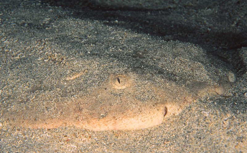 close up of head of Angel shark 