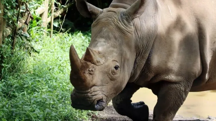 Close up of Javan Rhino