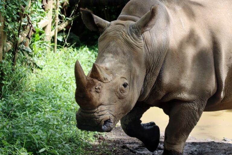 Javan Rhino Is It Endangered? (in 2024)