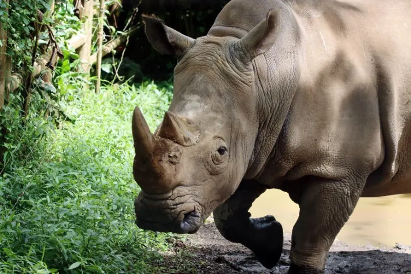 Close up of Javan Rhino
