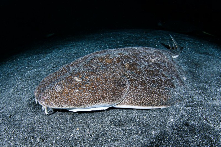 Close view of Angel Shark