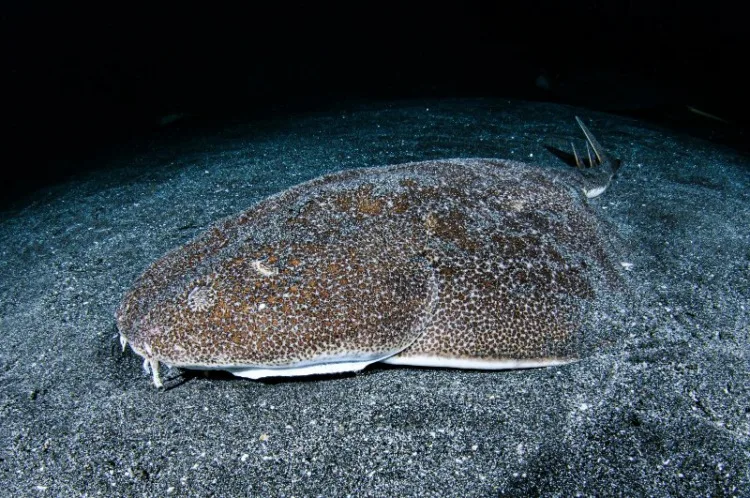 Close view of Angel Shark