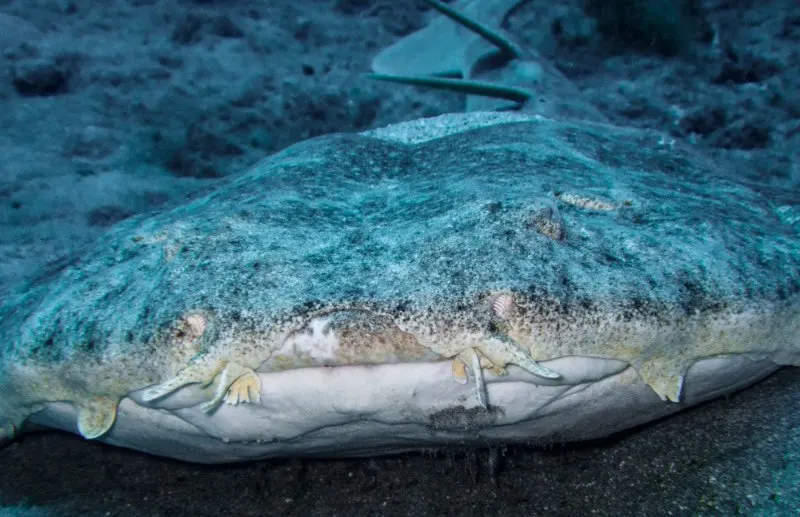 Closeup of Angel Shark