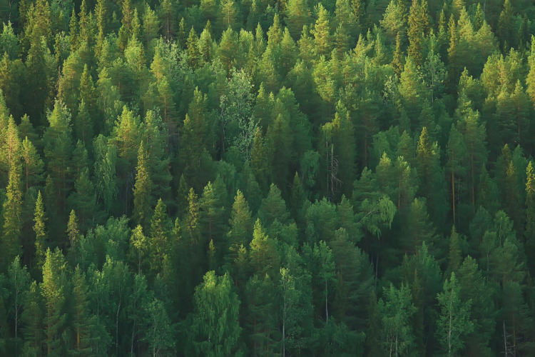 Coniferous forest top view