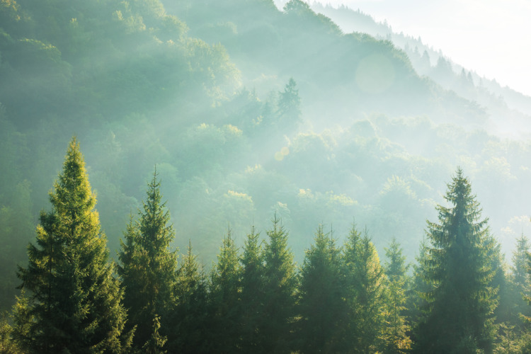 Spruce treetops on a hazy morning with sunlight coming through the fog