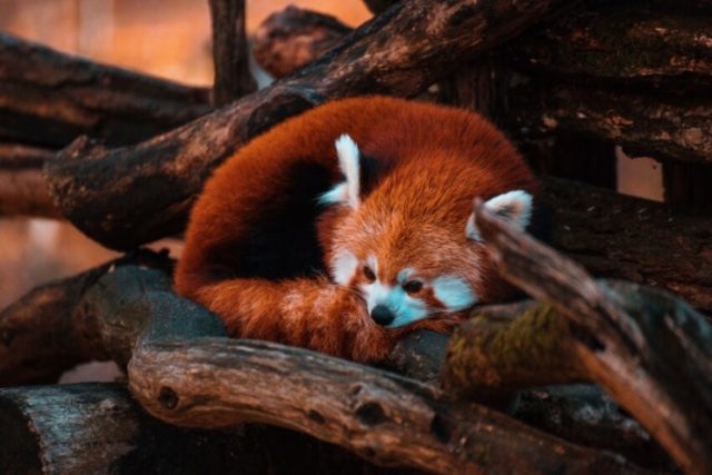 Red Panda: Why Is it Endangered?
