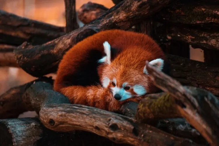Red Panda: Why Is it Endangered? 1 Curled up Red Panda