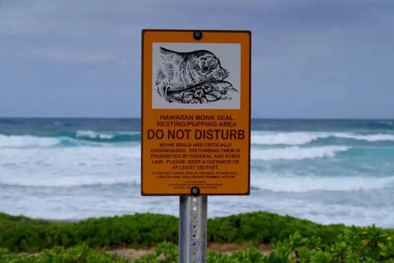 Hawaiian Monk Seal 5 Do not disturb sign at an Hawaii beach