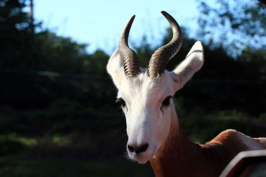 Dama Gazelle and its Horns