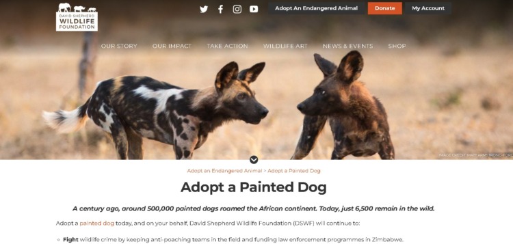 David Shepherd Wildlife Foundation Adopt a Painted Dog Project