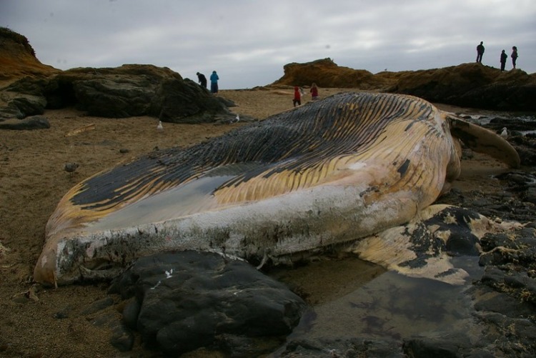 Dead Blue Whale